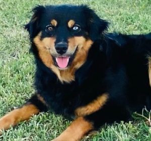 red and brown dog - Kei