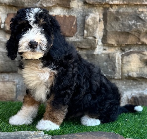 Bernedoodle puppy-Mojito