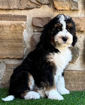 Bernedoodle Puppy-Whiskey