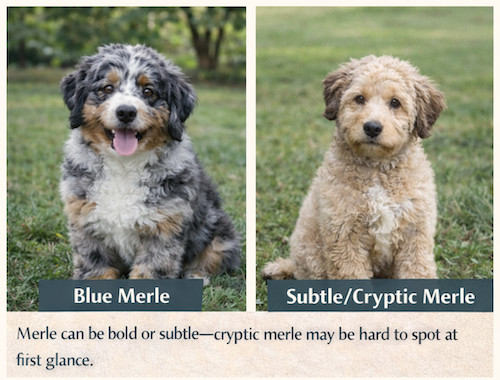 blue merle vs subtle/cryptic merle puppy