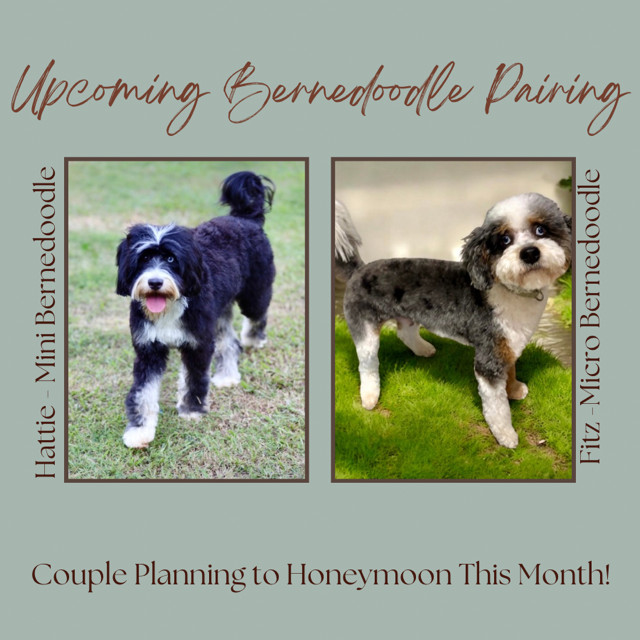 dam / sire pair of parent dogs