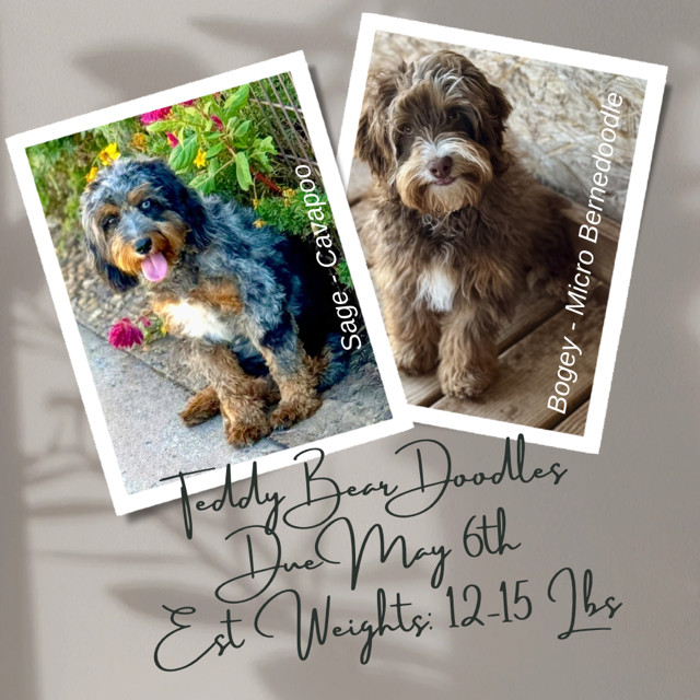puppy parents photo - Sage and Bogey