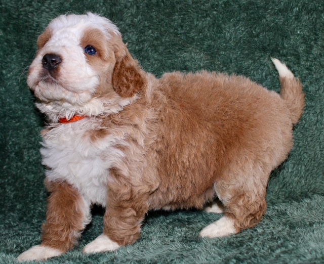 red bernedoodle puppy