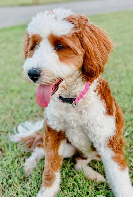 red bernedoodle puppy