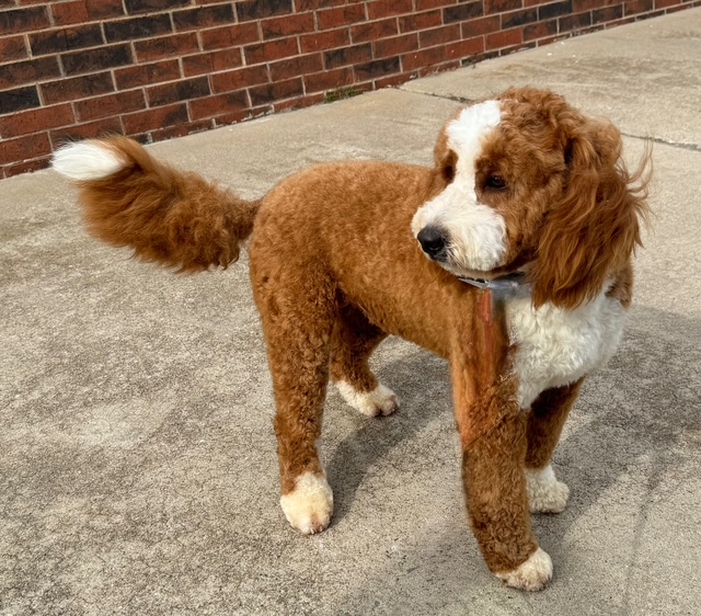 adult red Berrnedoodle